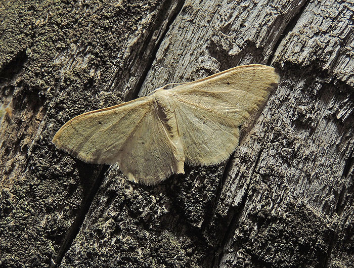 Idaea straminata - Geometridae